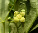 Euonymus macropterus