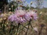 Centaurea konkae