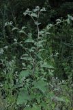 Arctium tomentosum