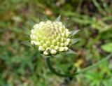 Knautia arvensis. Нераспустившееся соцветие. Ярославская обл., Ярославский р-н, окр. пос. Красные Ткачи, просека под ЛЭП. 27 июля 2014 г.