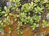 Sedum spurium