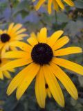 Rudbeckia hirta