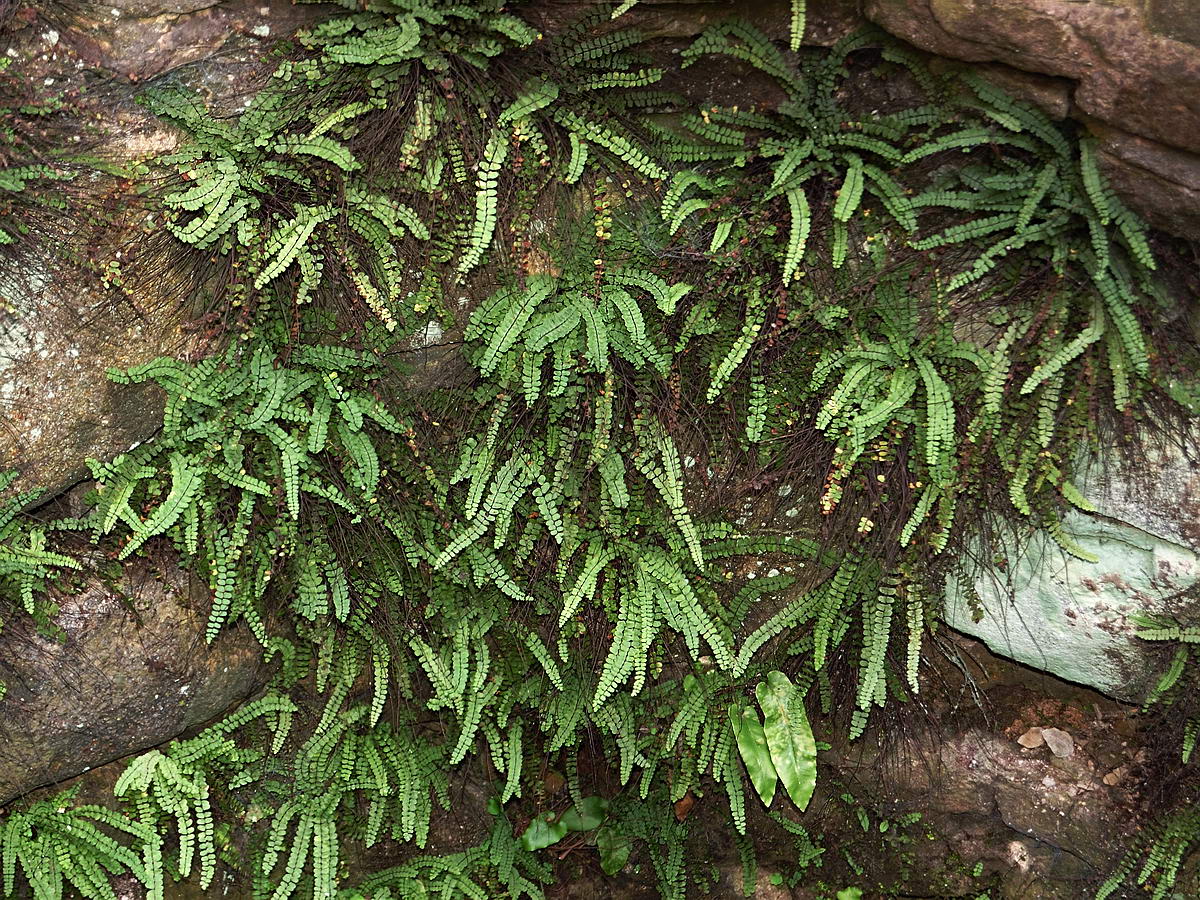 Изображение особи Asplenium trichomanes.