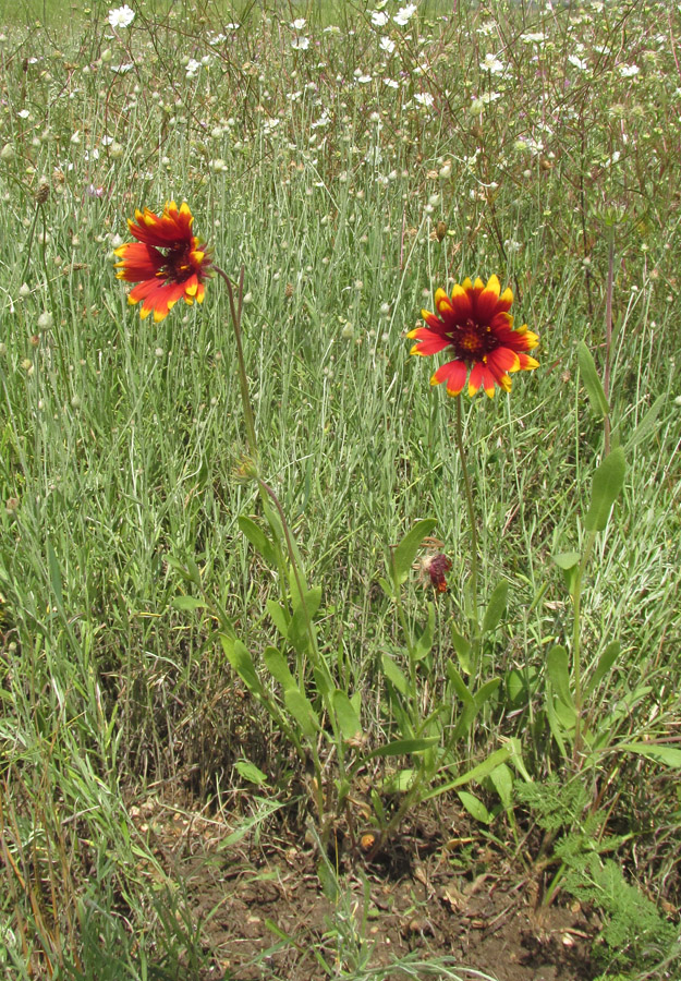 Изображение особи род Gaillardia.