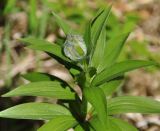 Lilium pilosiusculum. Верхушка побега с формирующимся соцветием. Республика Бурятия, окр. г. Улан-удэ, долина р. Верхняя Берёзовка, поляна в смешанном лесу. 12.06.2015.