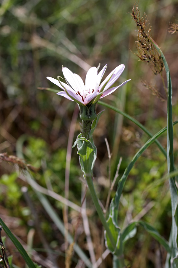 Изображение особи Tragopogon marginifolius.