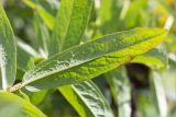 Inula salicina