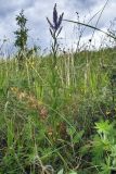 Veronica longifolia