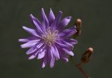 Lactuca tatarica