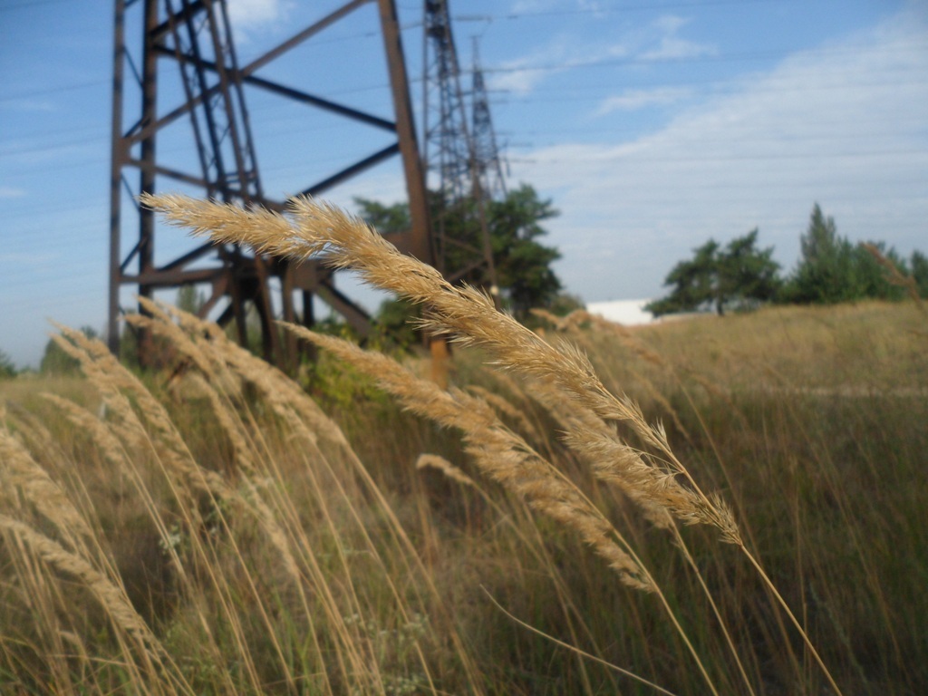 Изображение особи Calamagrostis epigeios.