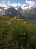 Hieracium umbellatum