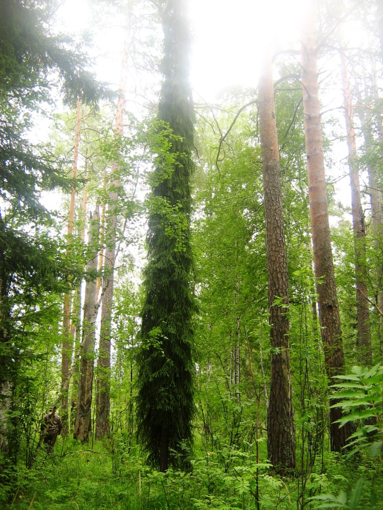 Изображение растения Picea obovata.
