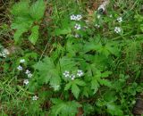 Geranium krylovii. Цветущее растение. Иркутская обл., Шелеховский р-н, окр. с. Шаманка, лес. 11.06.2016.