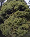 Picea glauca. Крона дерева. Украина, г. Киев, дендропарк, в культуре. 15.03.2017.