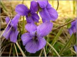 Viola collina. Цветок. Чувашия, окр. г. Шумерля, пойма Красной речки. 9 апреля 2008 г.