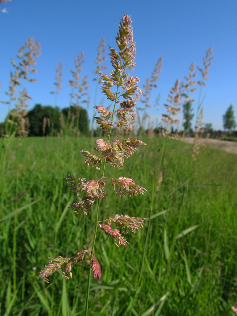 Изображение особи Phalaroides arundinacea.