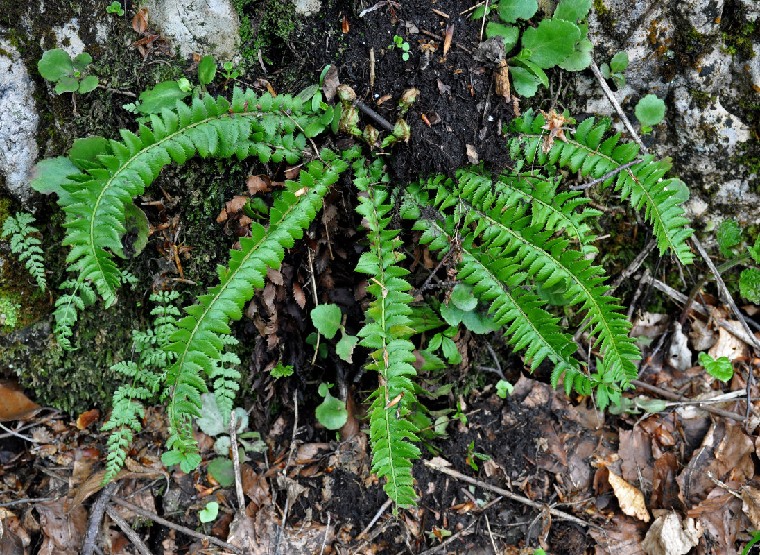 Изображение особи Polystichum lonchitis.