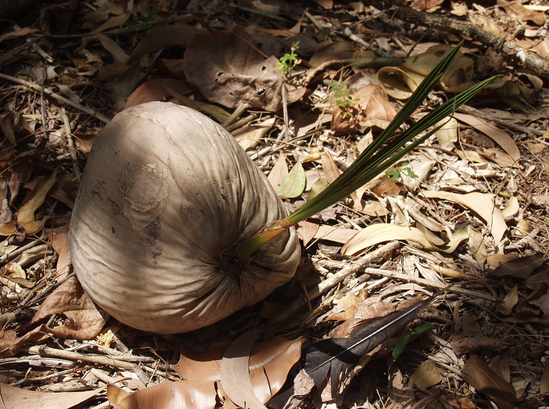 Изображение особи Cocos nucifera.