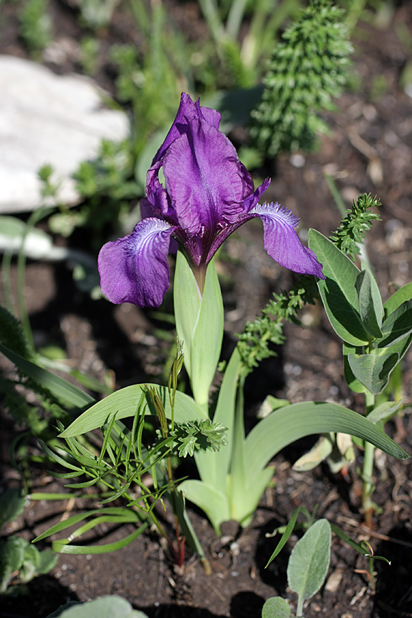 Изображение особи Iris aphylla.