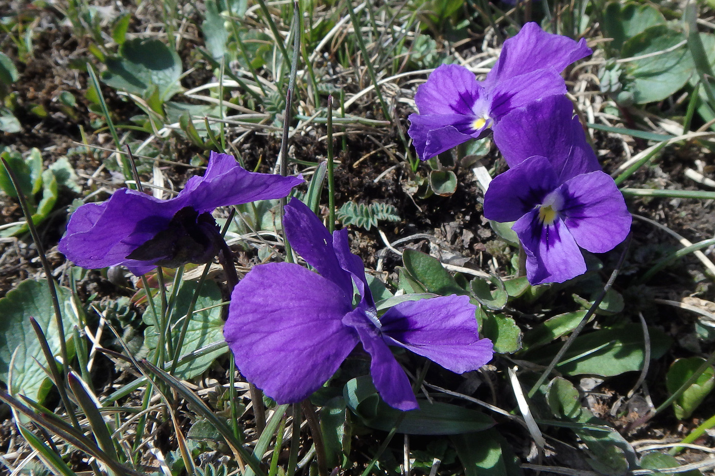 Изображение особи Viola altaica.