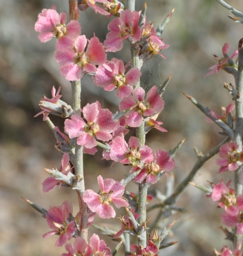 Изображение особи Noaea mucronata.