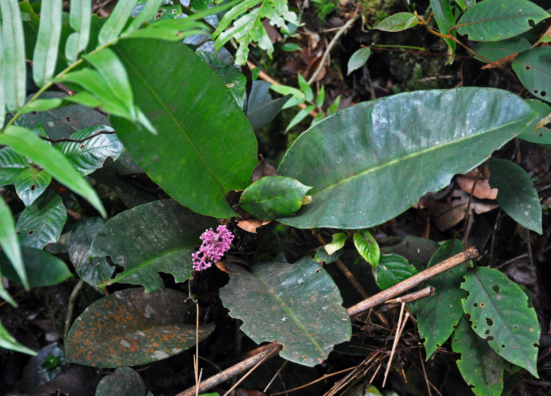 Изображение особи Labisia paucifolia.