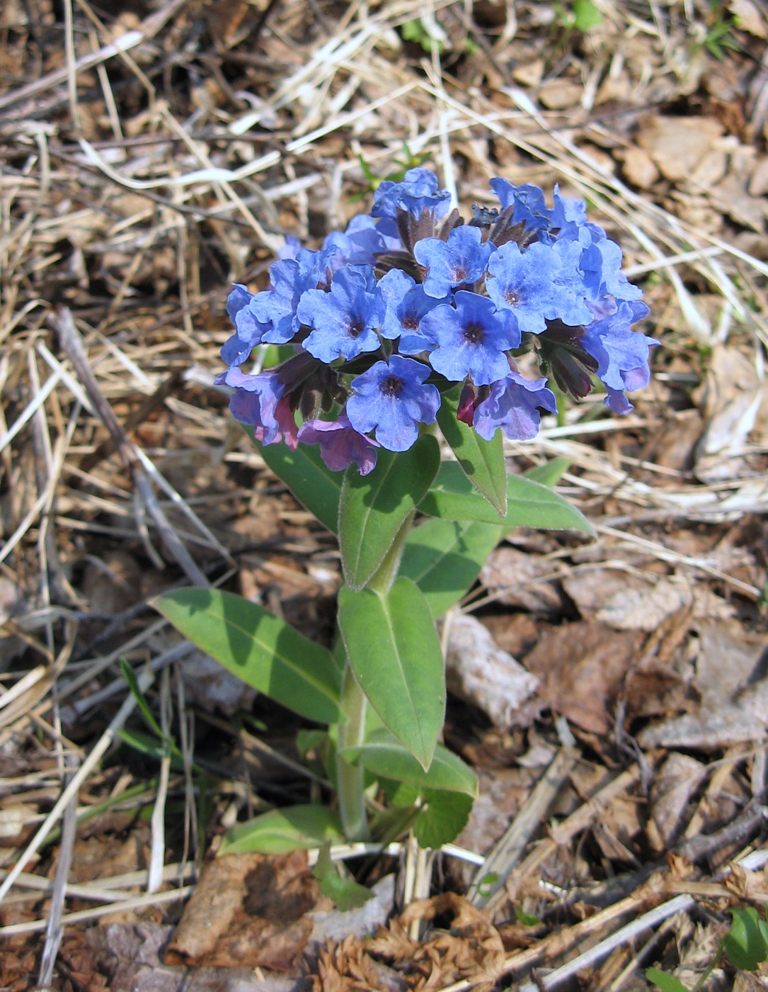 Изображение особи Pulmonaria mollis.