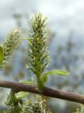 Salix abscondita