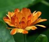 Calendula officinalis