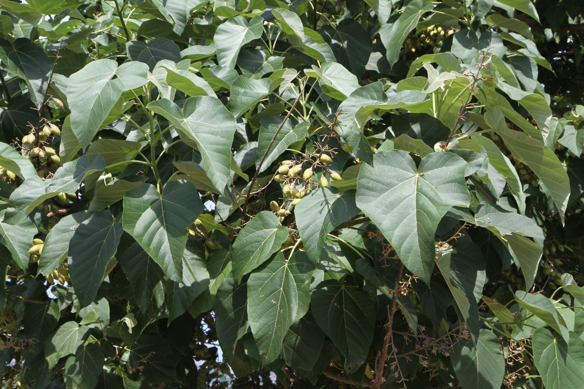 Image of Paulownia tomentosa specimen.