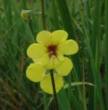 Verbascum blattaria