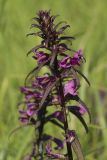 Pedicularis resupinata