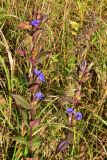 Gentiana scabra