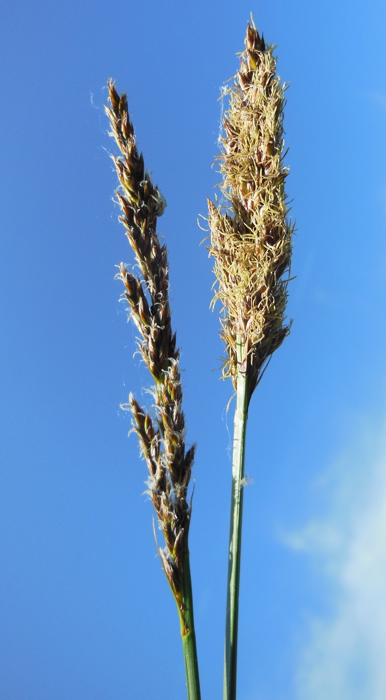 Изображение особи Carex paniculata.