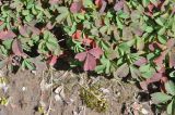 Sibbaldia semiglabra. Вегетирующие растения. Кабардино-Балкария, южный склон Эльбруса, альпийский луг на высоте 3250 м, рядом со старой дорогой, которая идет на станцию \"Мир\". 17.09.2016.