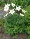 Anemone sylvestris