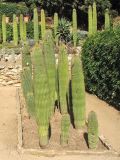 familia Cactaceae. Отплодоносившие и вегетирующие растения. Испания, Каталония, провинция Girona, Costa Brava, Blanes, ботанический сад \"Pinya de Rosa\". 27 октября 2008 г.