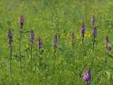 Stachys palustris