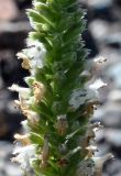 Schizonepeta annua