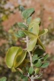 Zygophyllum atriplicoides