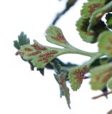 Asplenium ruta-muraria