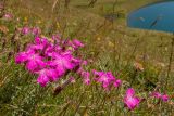 Dianthus oschtenicus