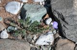 Linum altaicum