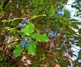 Chionanthus retusus. Верхушка ветви с плодами (свисают опавшие хвоинки Pinus). Абхазия, г. Сухум, Сухумский ботанический сад. 25.09.2022.