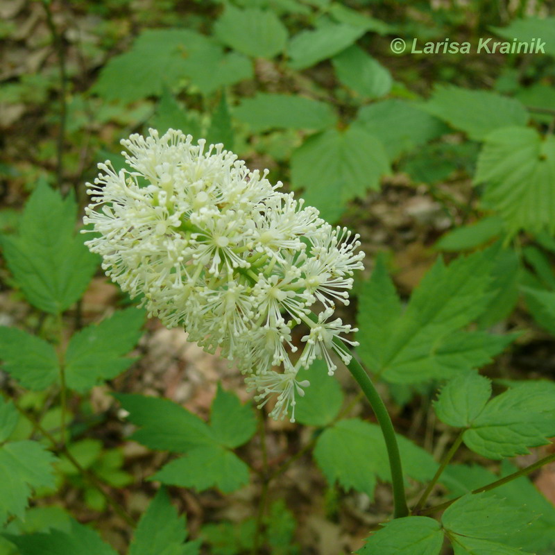 Изображение особи Actaea asiatica.