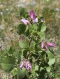 Ononis rotundifolia