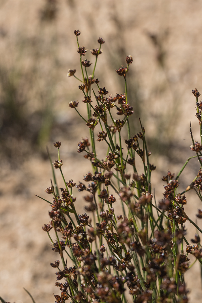 Изображение особи Juncus alpino-articulatus.