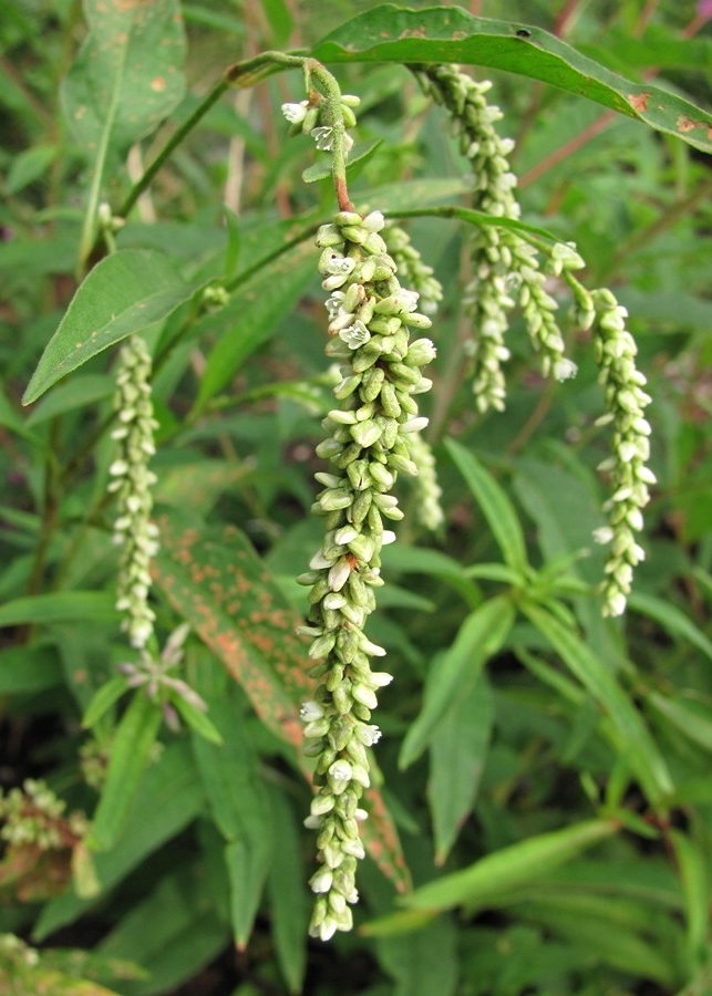 Изображение особи Persicaria lapathifolia.