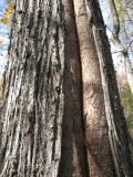 Tilia cordata