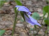 Viola rupestris. Цветок (вид сбоку). Чувашия, окр. г. Шумерля, урочище \"Торф\". 22 мая 2011 г.